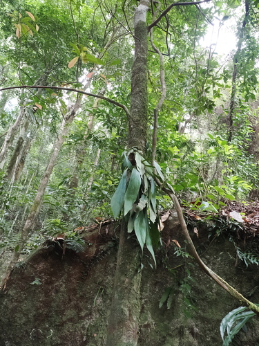Image of Antrophyum callifolium by (c) Lucas Christofides, some rights reserved (CC BY)
