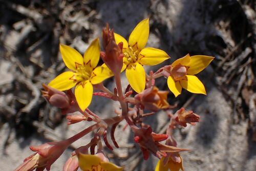 Image of Crassula dichotoma by no rights reserved