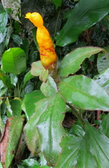 Costus lasius