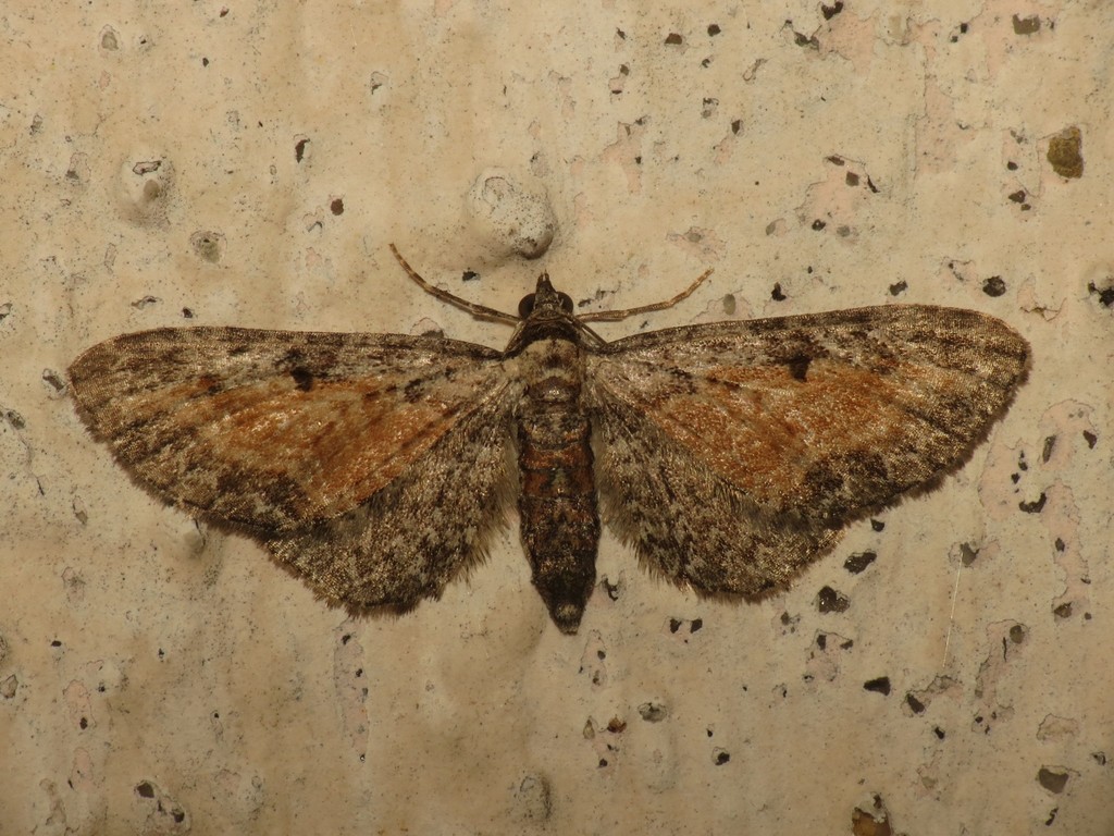 Tawny Speckled Pug
