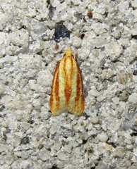 Sparganothis tristriata