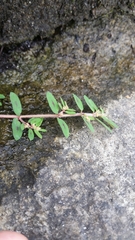 Euphorbia maculata