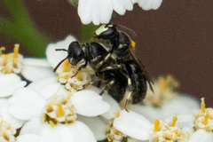 Hylaeus annulatus