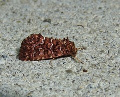 Callopistria granitosa