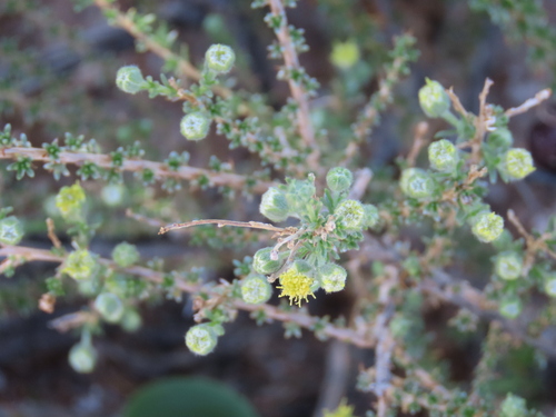 Image of Eriocephalus luederitzianus by no rights reserved