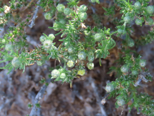 Image of Eriocephalus luederitzianus by no rights reserved