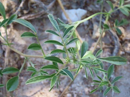 Image of Indigofera auricoma by no rights reserved