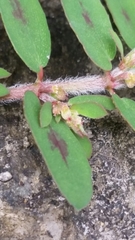 Euphorbia maculata