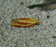 Sparganothis tristriata