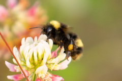 Bombus mckayi