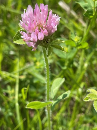Trifolium pratense