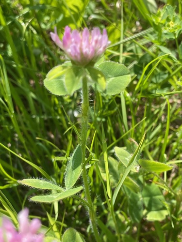 Trifolium pratense