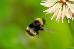 Bombus mckayi