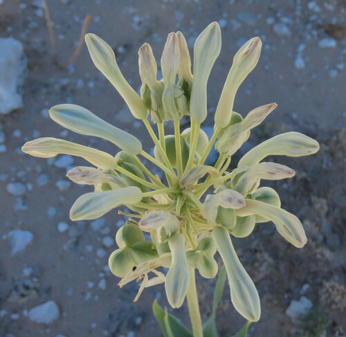 Image of Pseudogaltonia clavata by no rights reserved