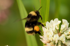 Bombus mckayi