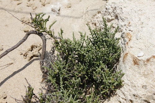 clubmoss daisy-bush (Olearia lepidophylla)