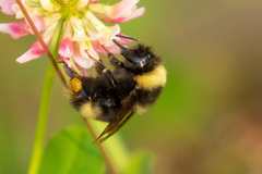 Bombus mckayi