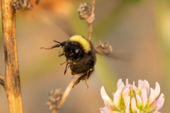 Bombus mckayi