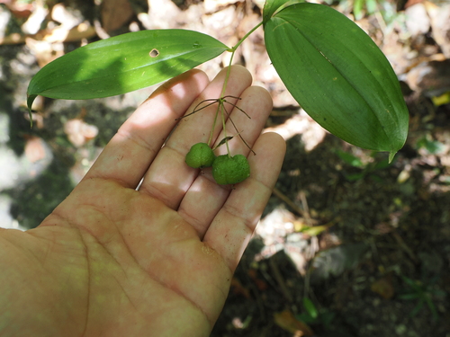 Kuntheria pedunculata (Kuntheria pedunculata)