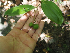 Kunthera (Kuntheria)