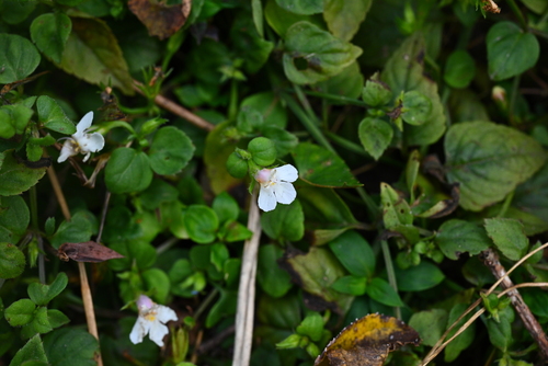 Lindernia setulosa iNat (2)