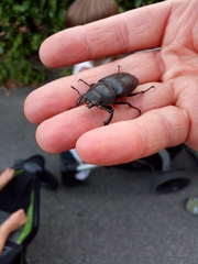 Lucanus cervus