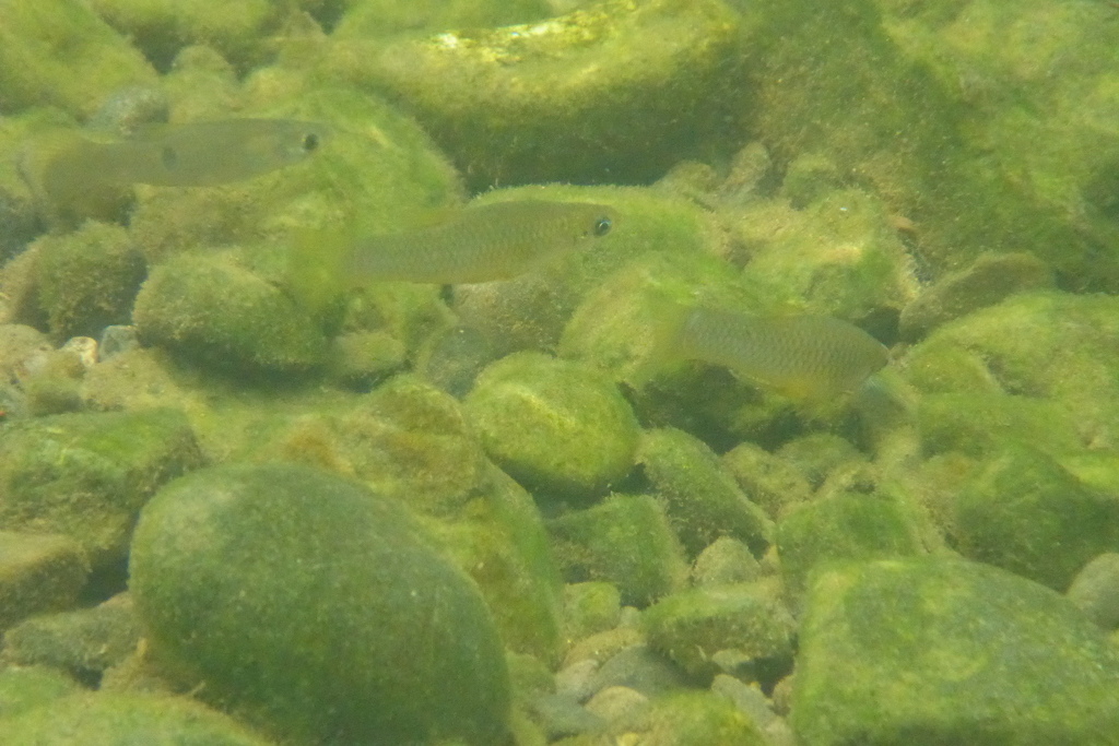 Few-spotted toothcarp (Poeciliopsis paucimaculata) — Poeciliidae