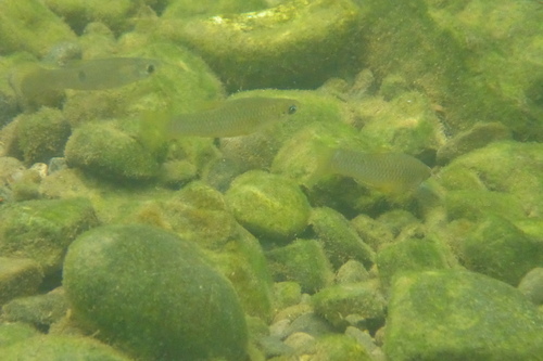 Few-spotted toothcarp (Poeciliopsis paucimaculata) — Poeciliidae