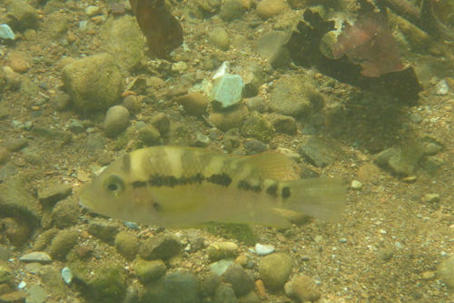 Diquis-cichlide (Cribroheros diquis) — Cichlidae