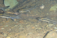 Chagres Catfish photo 3