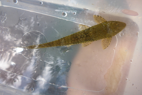 Yellowtail whiptail catfish (Fonchiiichthys uracanthus) — Loricariidae — 3