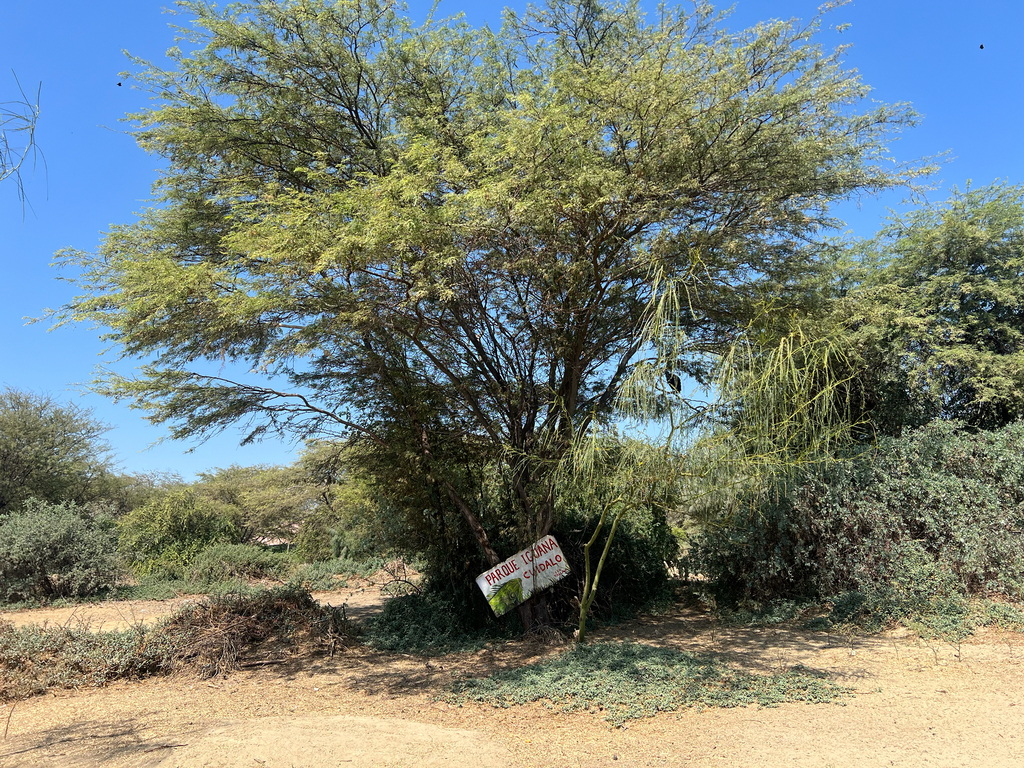 Neltuma piurensis