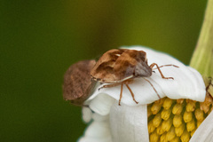Homaemus aeneifrons