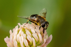 Eristalis obscura