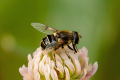 Eristalis obscura