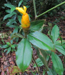 Costus lasius