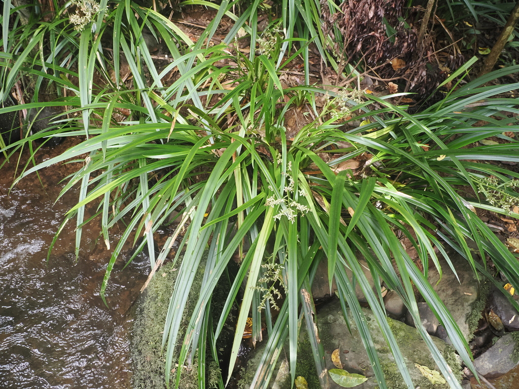 Kuranda