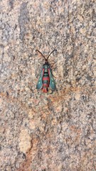 Synanthedon polygoni