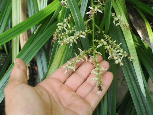 Helmholtzia (Helmholtzia acorifolia)