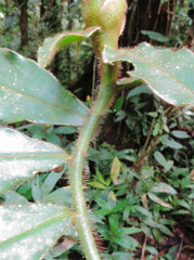 Costus lasius