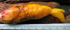 Costus lasius