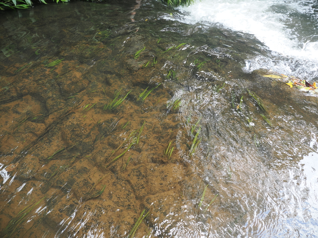 Aponogeton bullosus (Aponogeton bullosus)