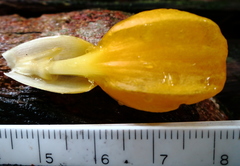 Costus lasius