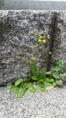 Youngia japonica