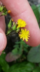 Youngia japonica