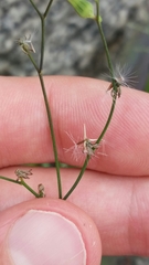 Youngia japonica