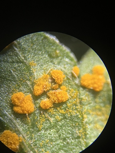 Oxalis rust