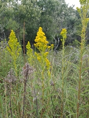 Solidago confinis