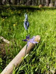 Camassia leichtlinii