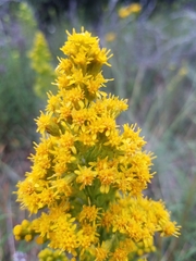 Solidago confinis